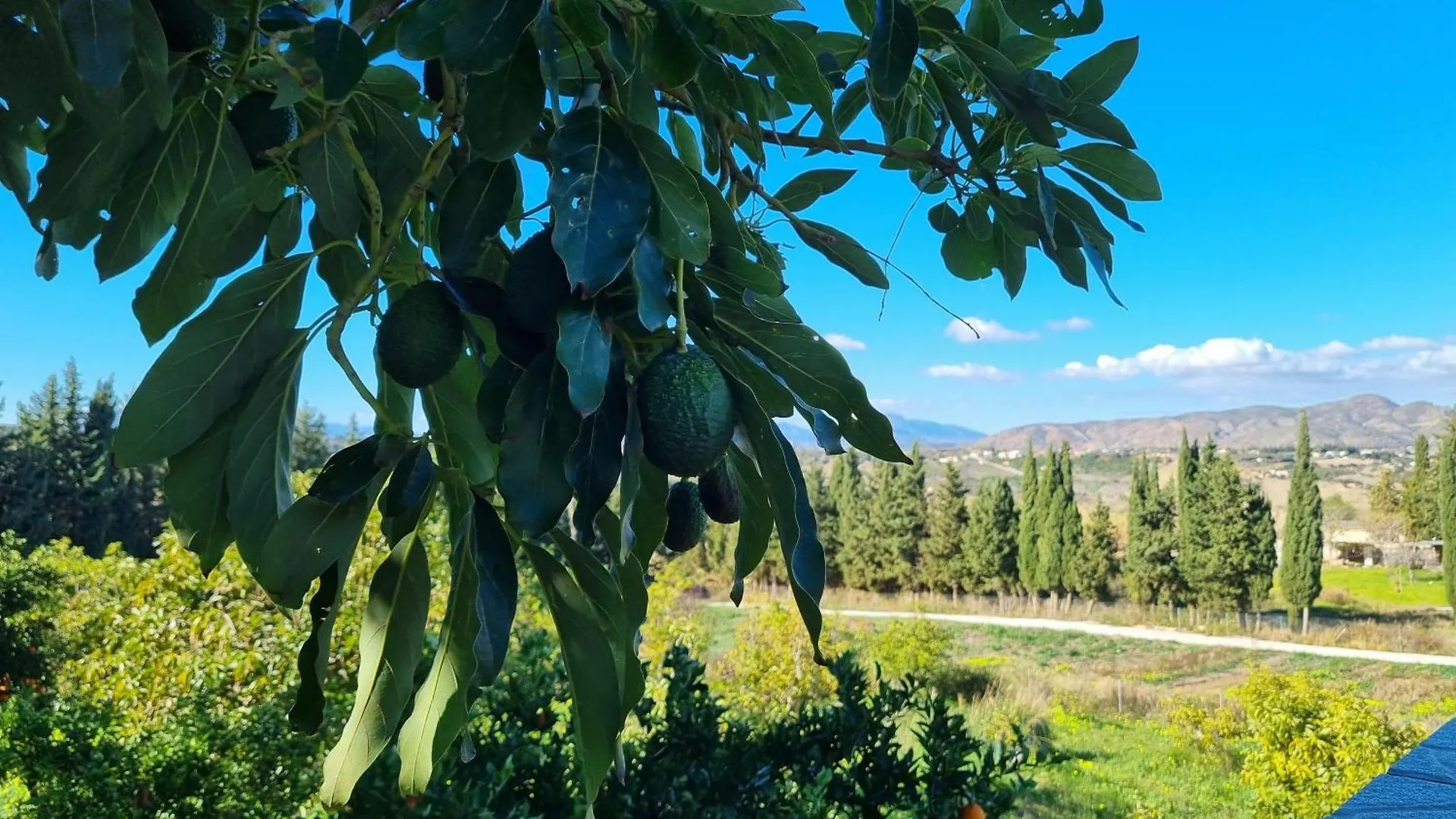 ヴィラ Finca Vista El Montanes マラガ
