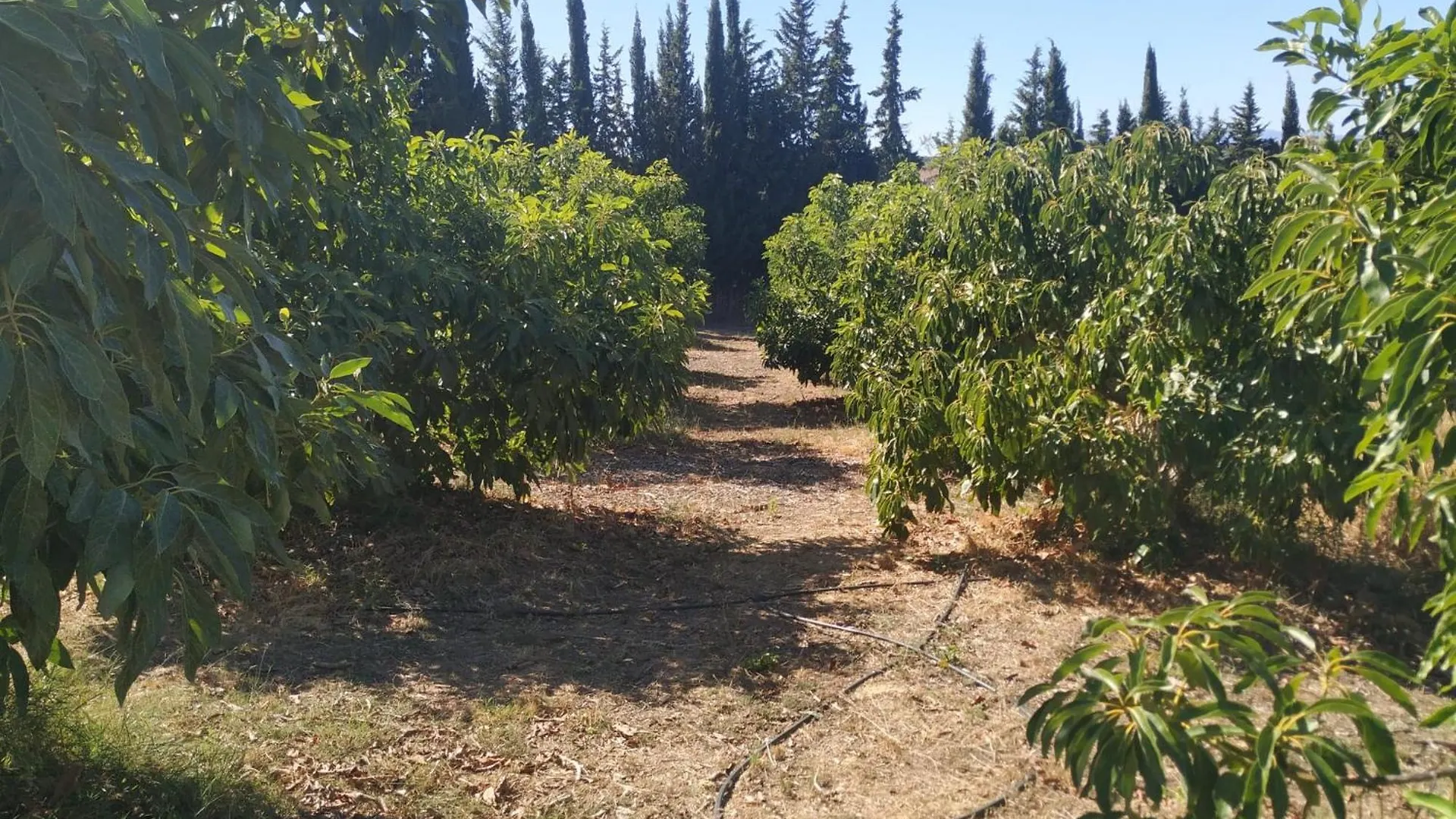 Finca Vista El Montanes マラガ